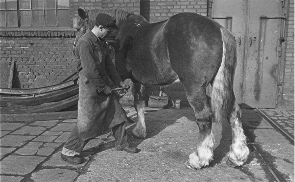 Checking the hoofs !